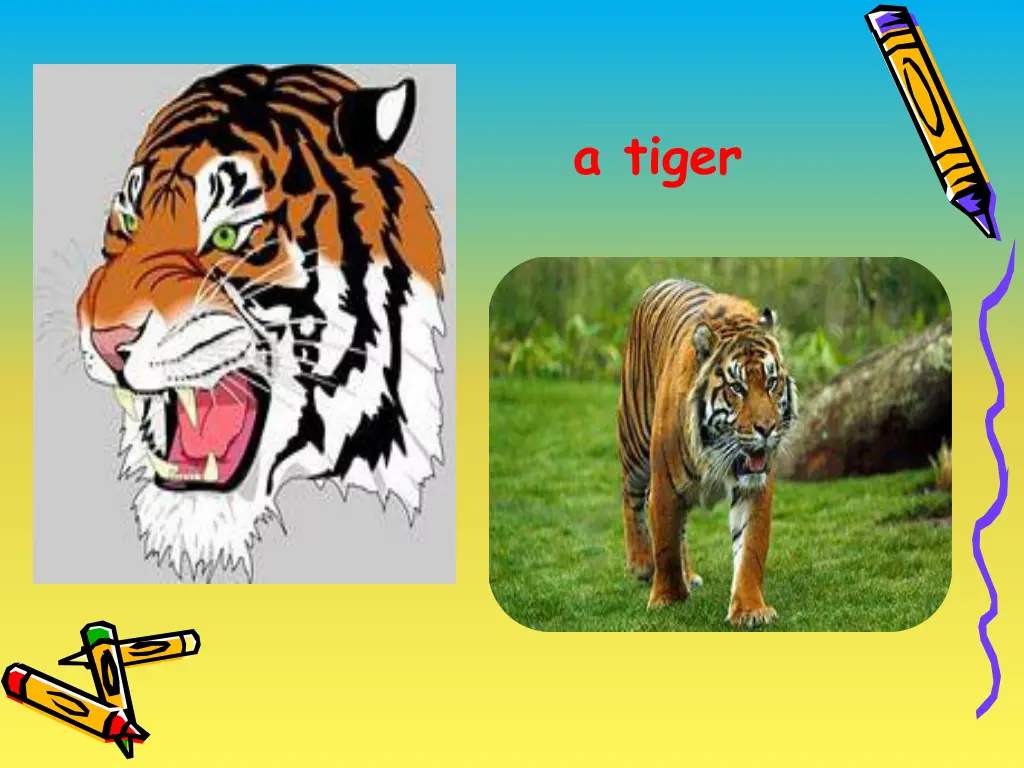 a tiger