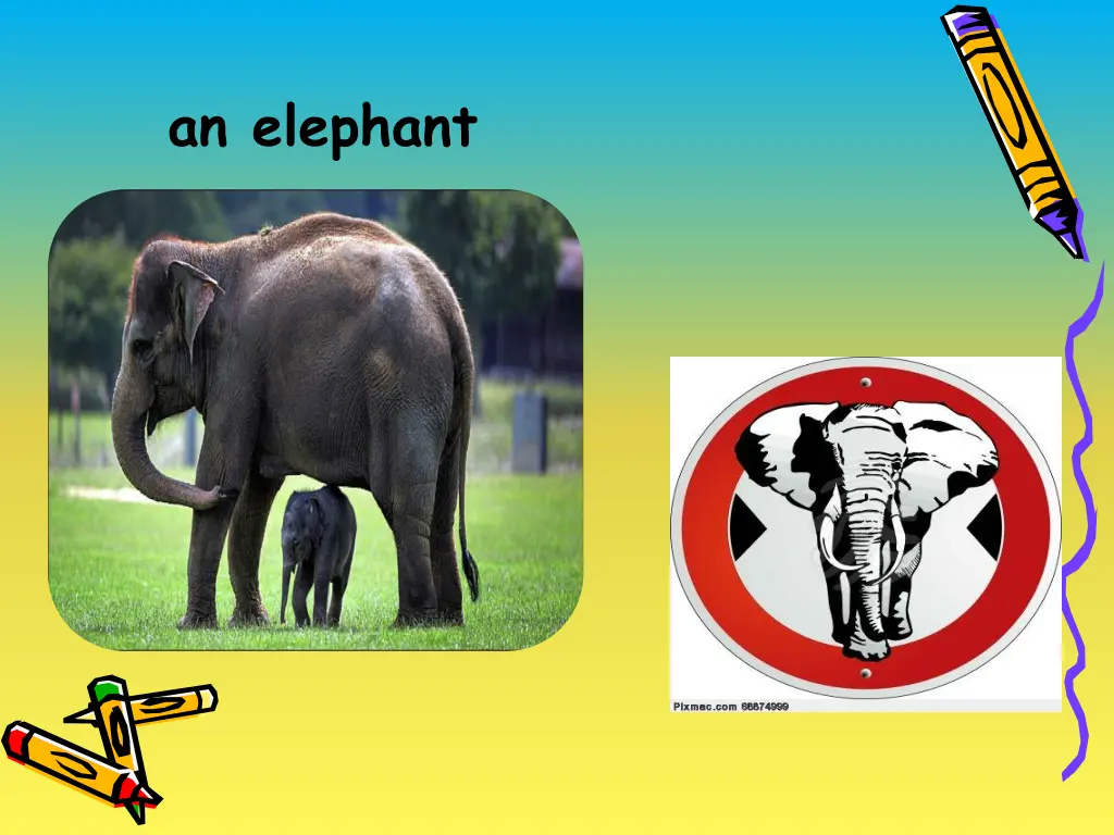 an elephant