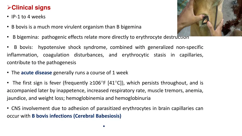 clinical signs ip 1 to 4 weeks