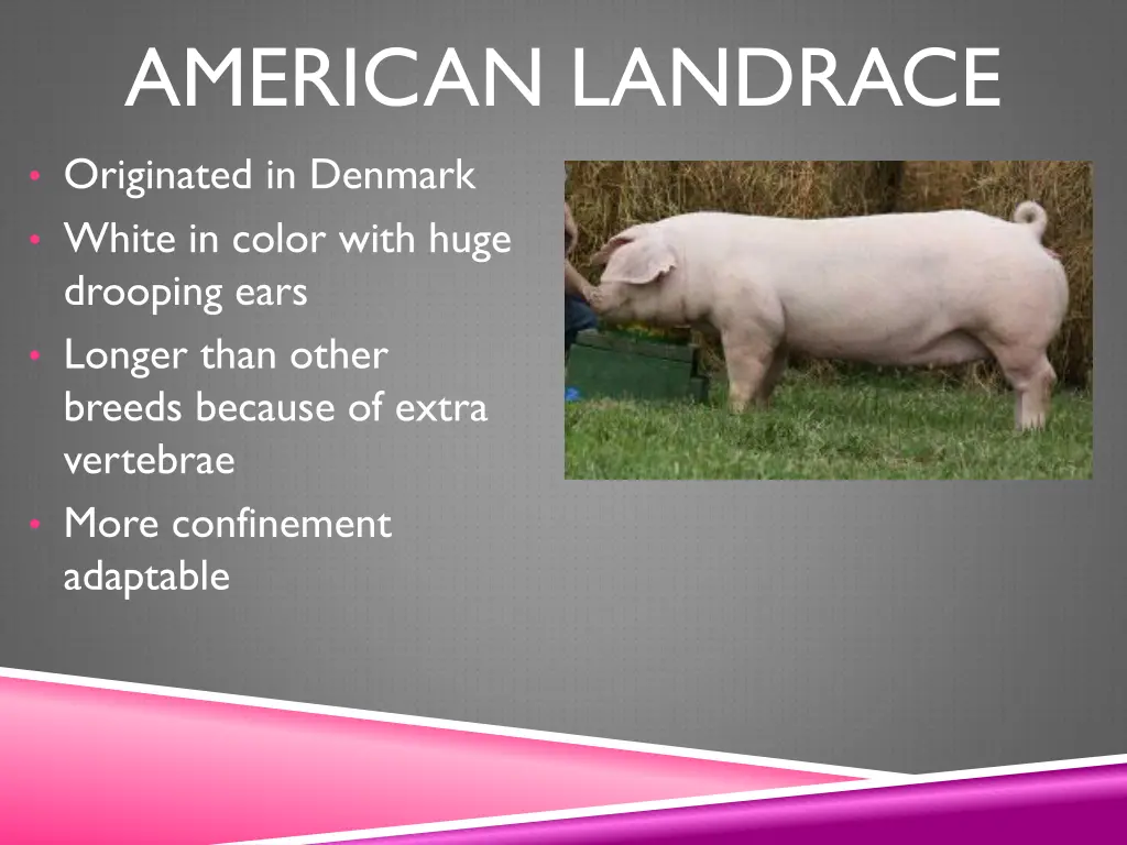 american landrace