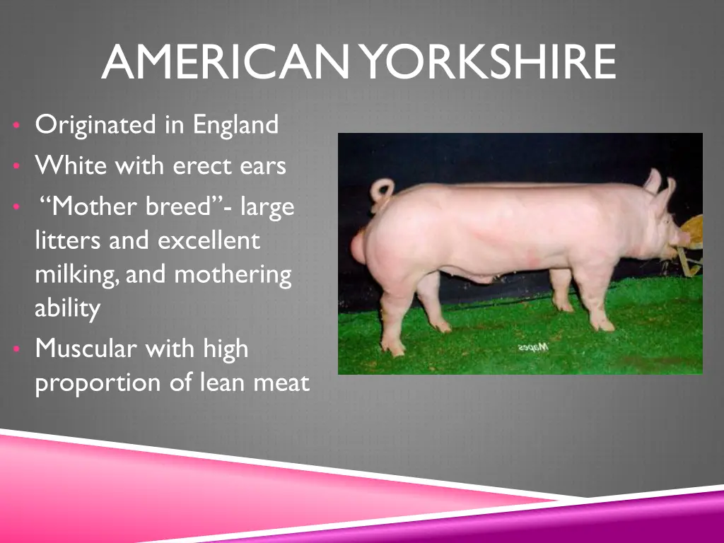 american yorkshire