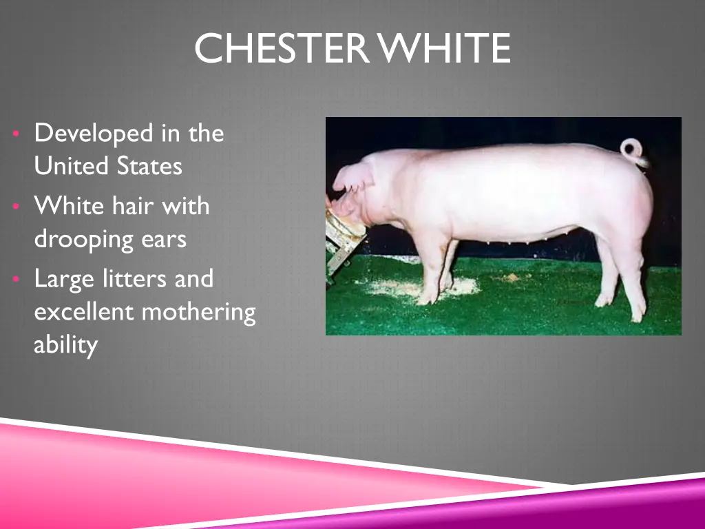 chester white