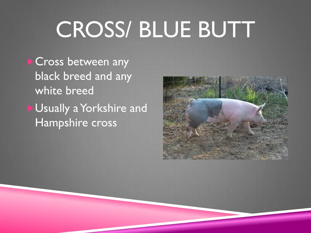 cross blue butt