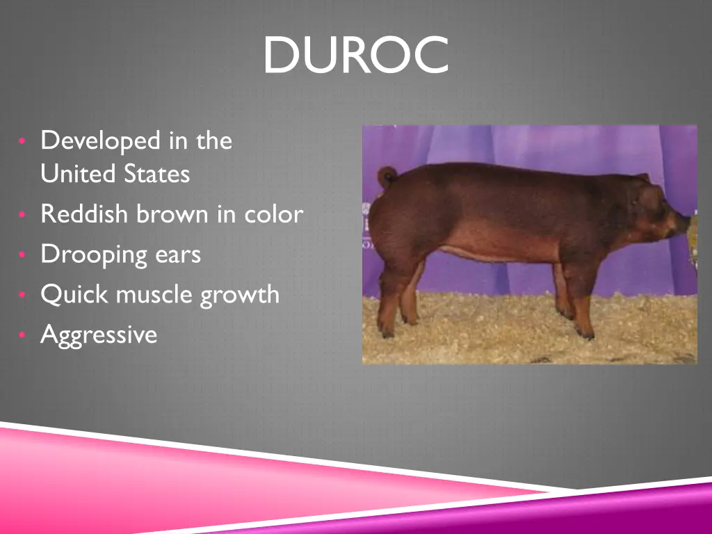 duroc
