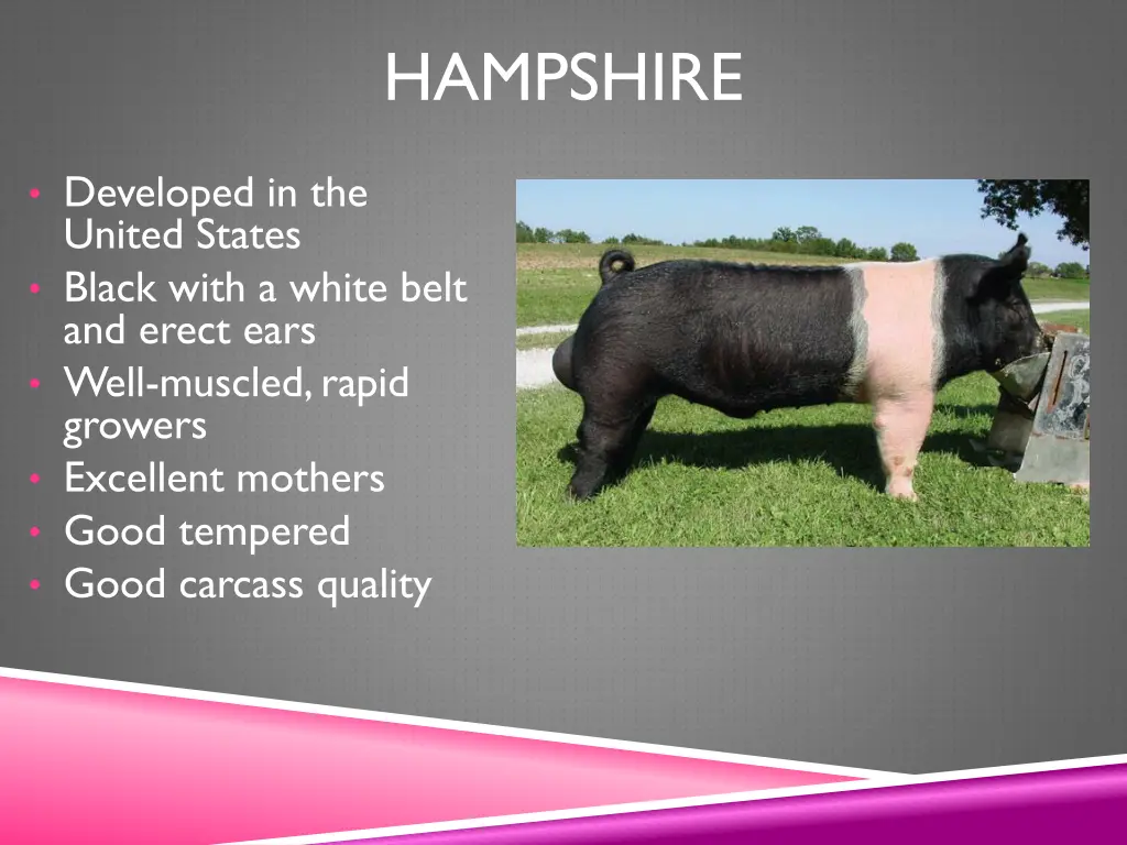 hampshire