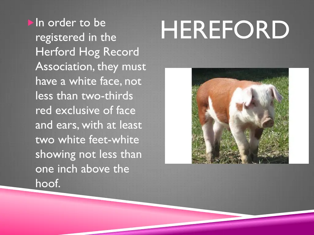 hereford