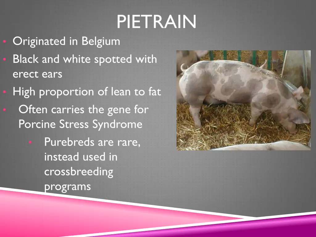 pietrain