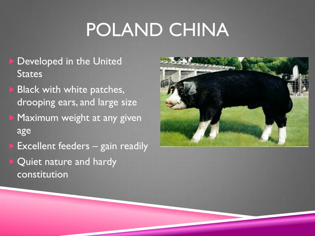poland china