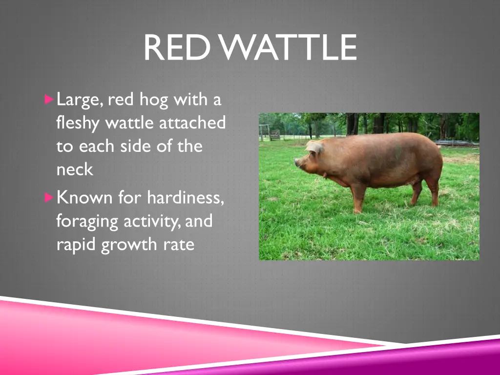red wattle