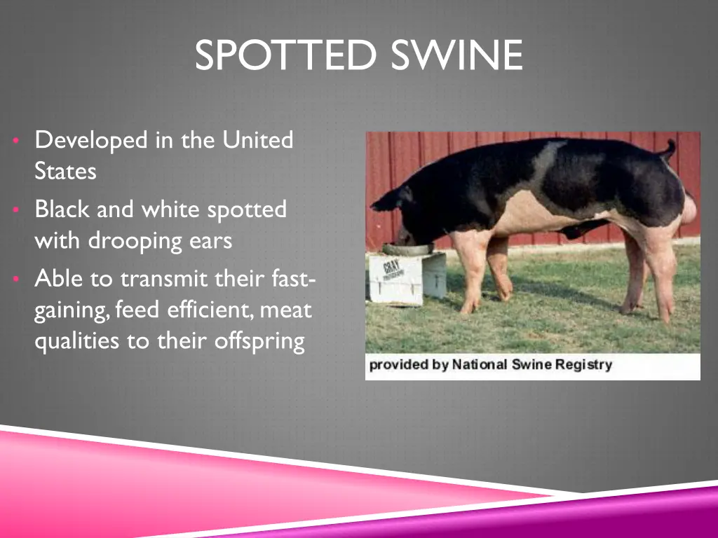 spotted swine