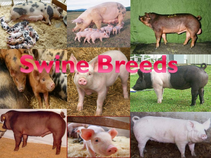 swine breeds
