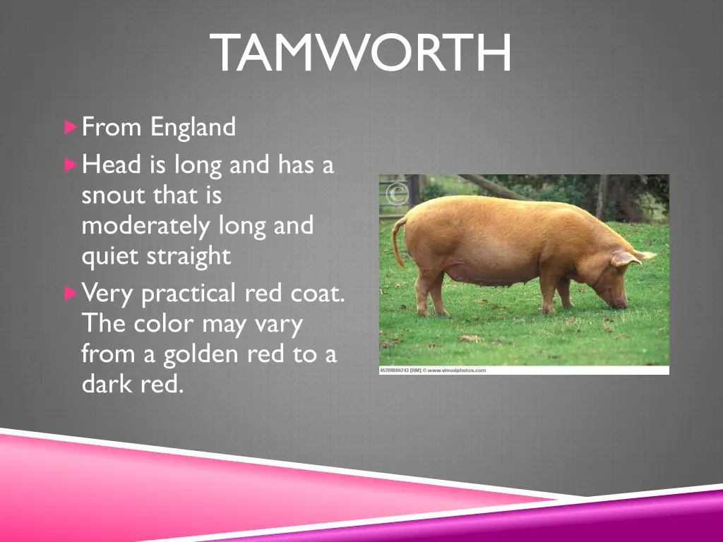 tamworth