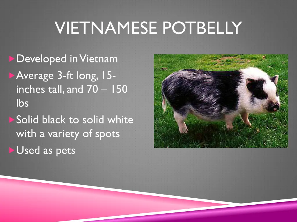 vietnamese potbelly