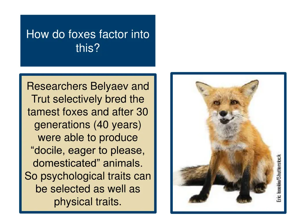 how do foxes factor into this