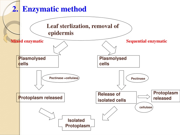 2 enzymatic method