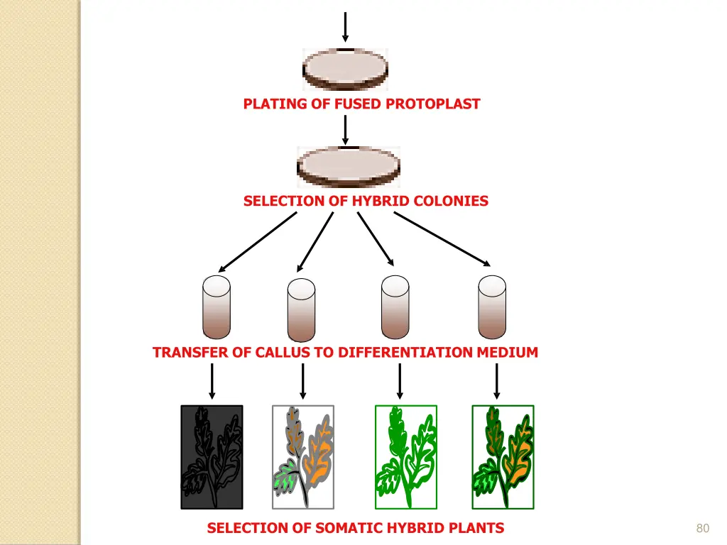 plating of fused protoplast