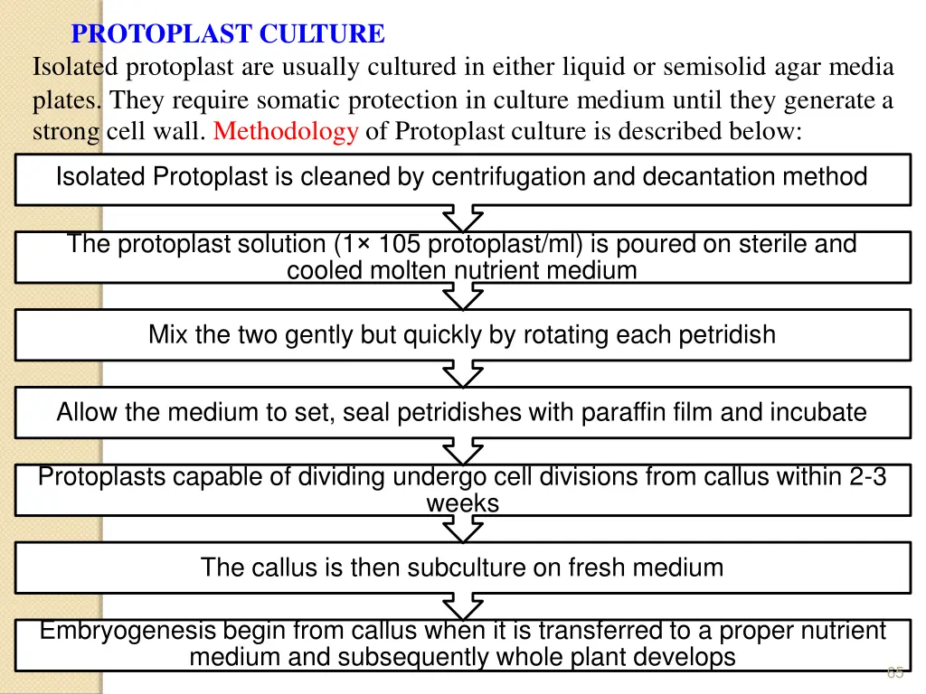protoplast culture isolated protoplast