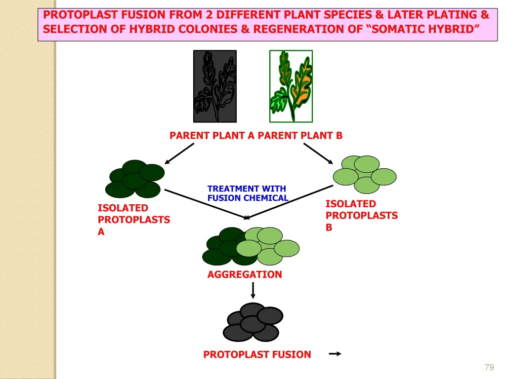 protoplast fusion from 2 different plant species