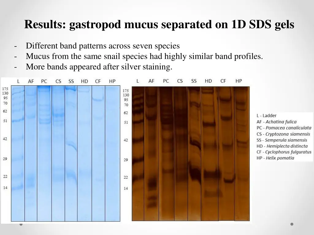 results gastropod mucus separated on 1d sds gels