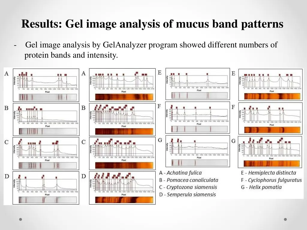 results gel image analysis of mucus band patterns