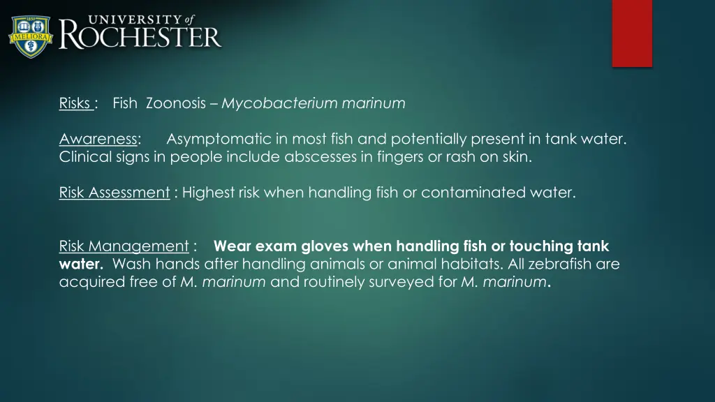 risks fish zoonosis mycobacterium marinum