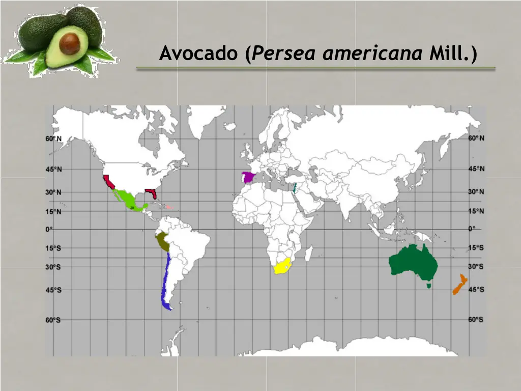 avocado persea americana mill