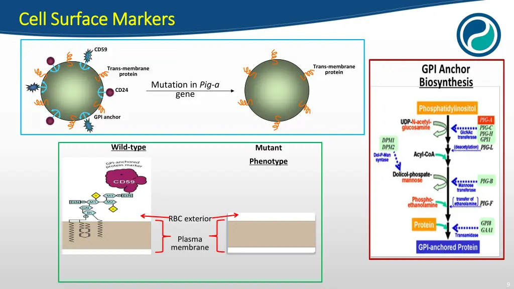 cell surface markers cell surface markers