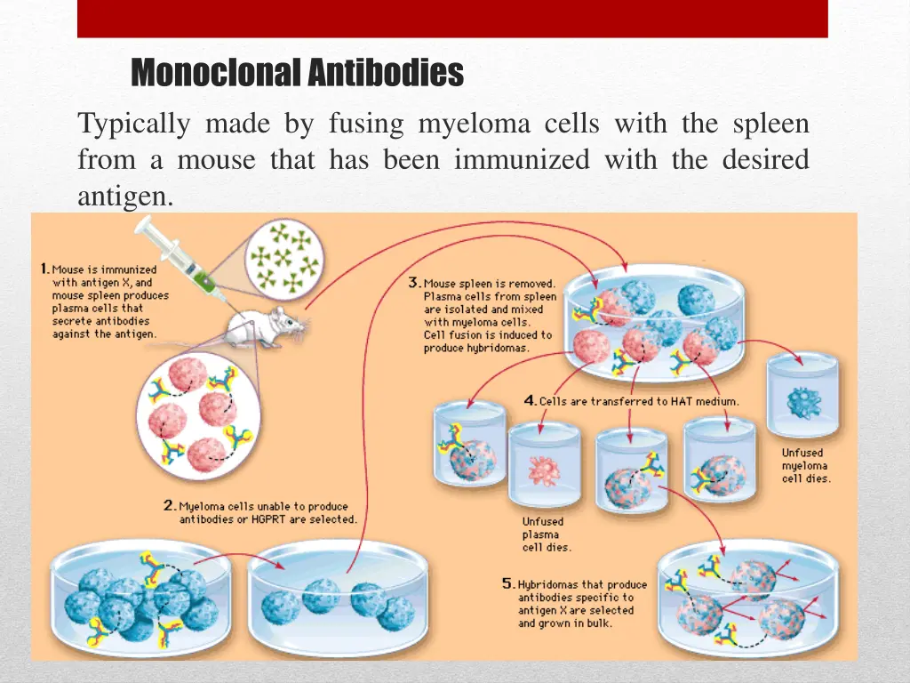 monoclonal antibodies typically made by fusing