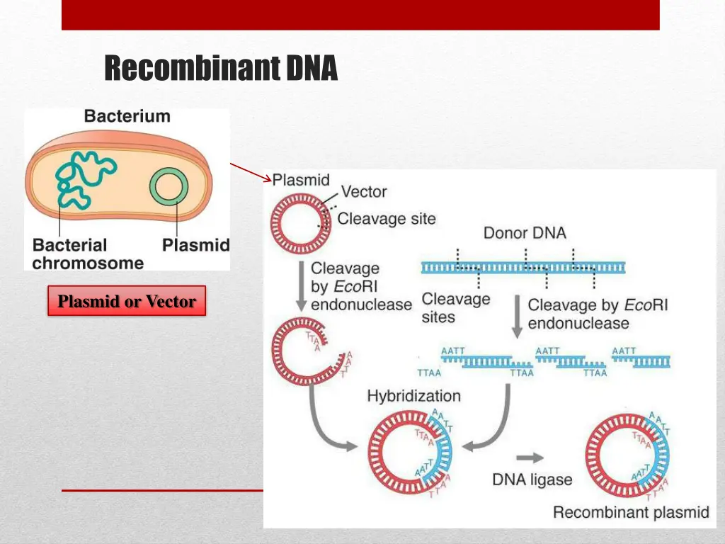 recombinant dna