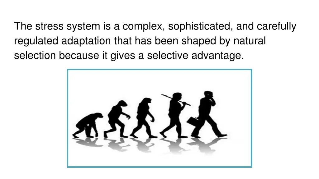 the stress system is a complex sophisticated