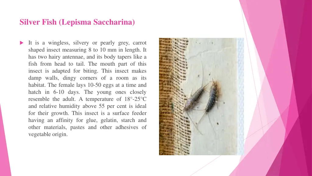 silver fish lepisma saccharina