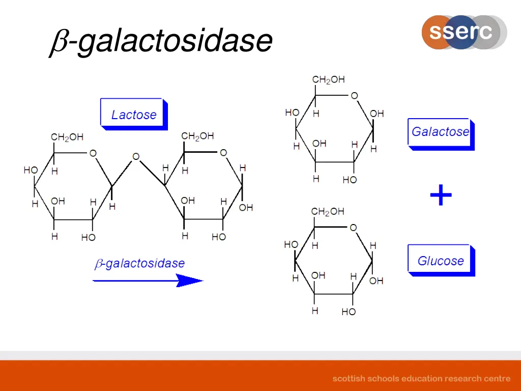 galactosidase