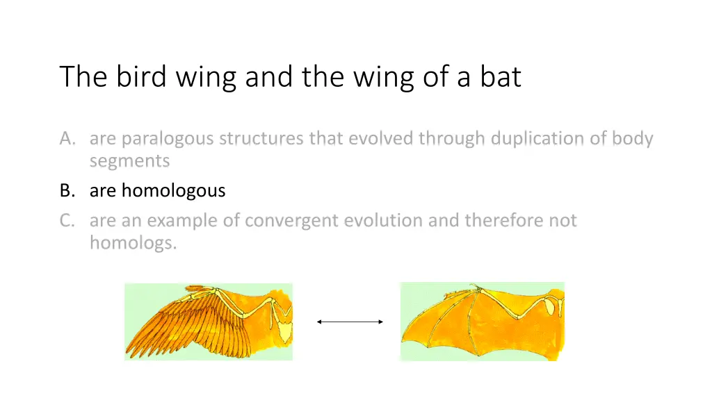the bird wing and the wing of a bat 1