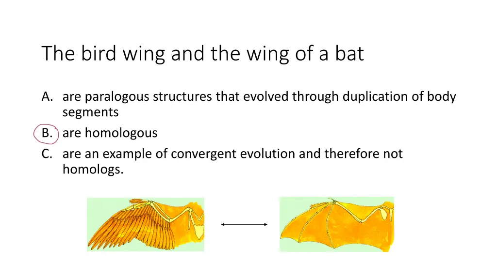 the bird wing and the wing of a bat