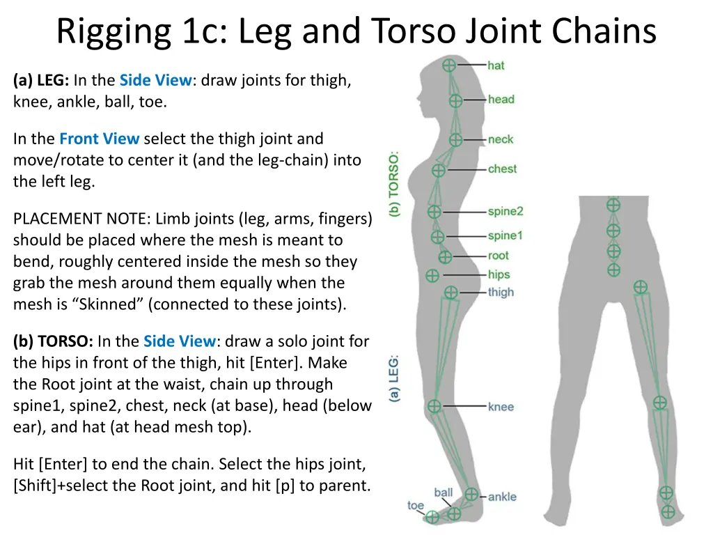 rigging 1c leg and torso joint chains