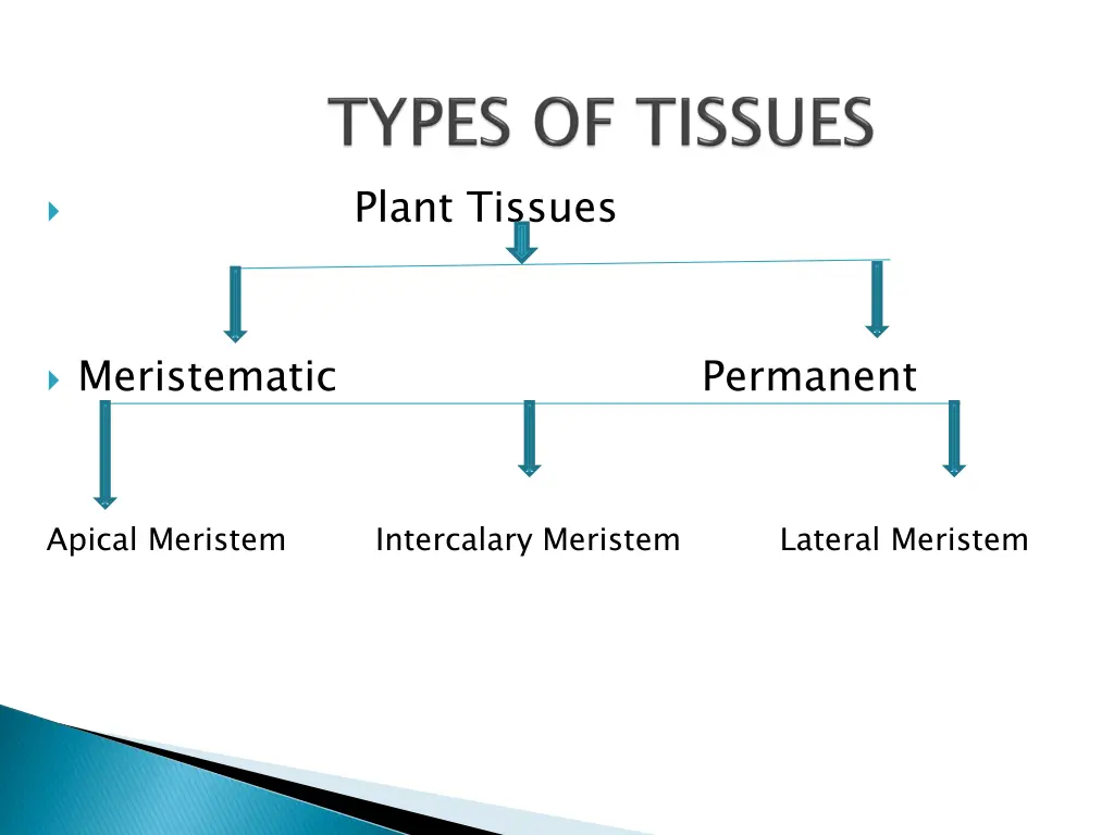 plant tissues