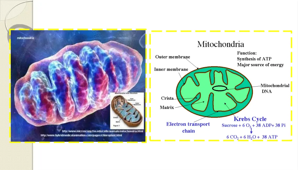 slide19