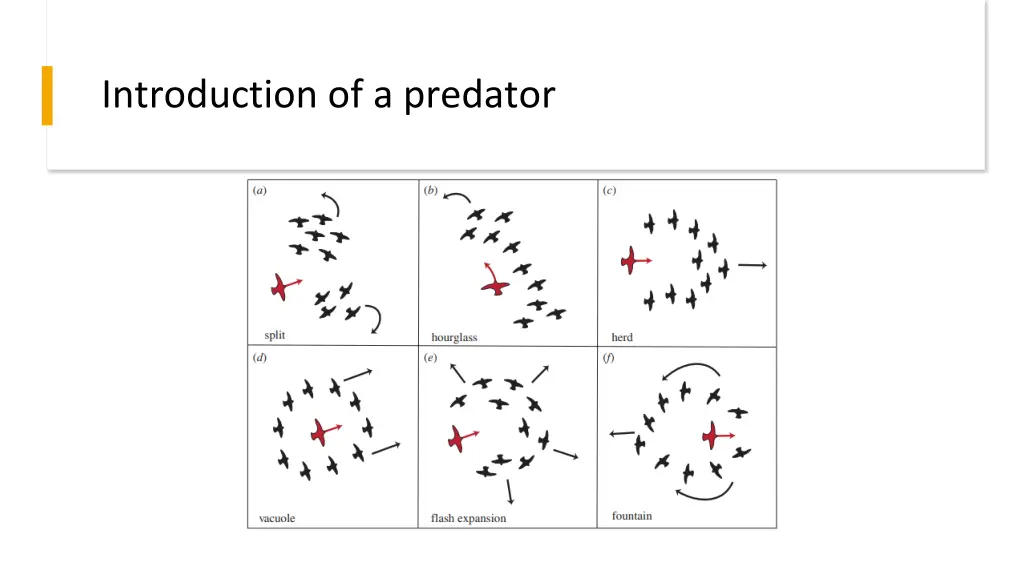 introduction of a predator
