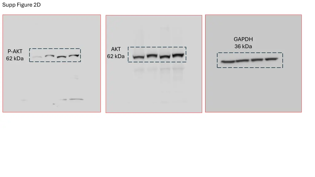 supp figure 2d