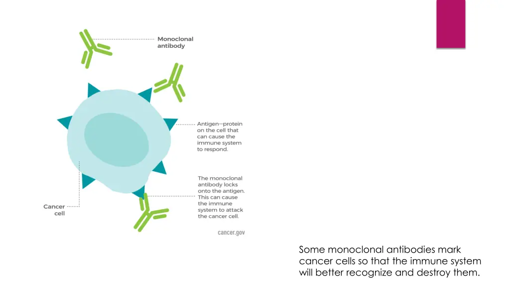 some monoclonal antibodies mark cancer cells