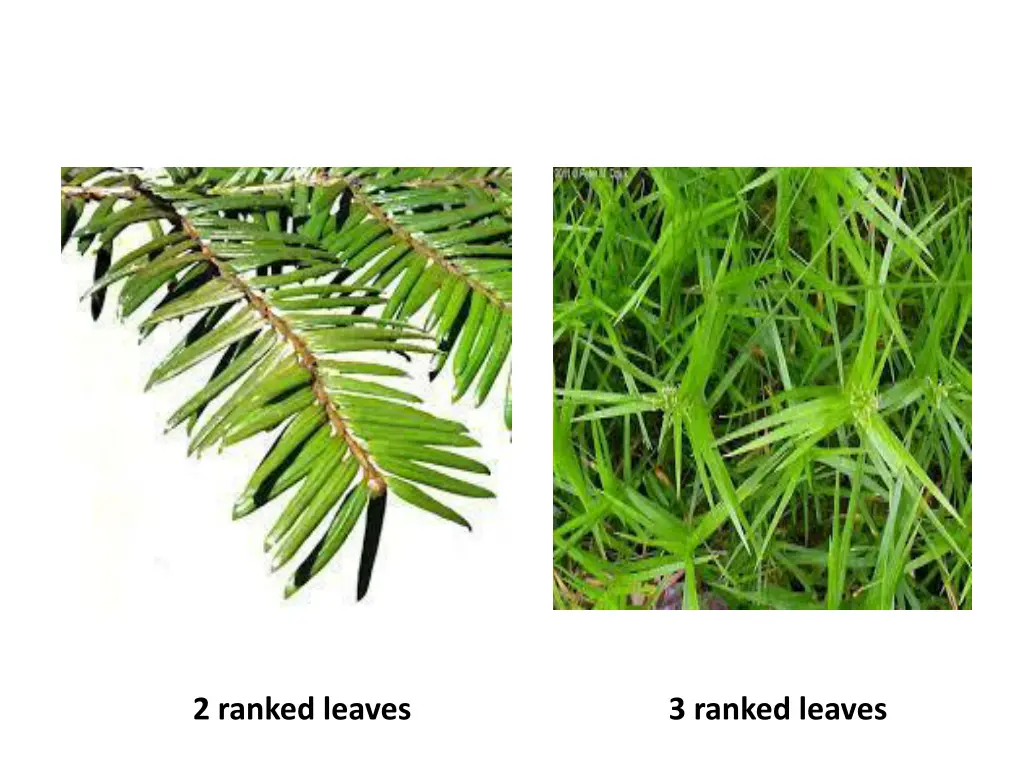 2 ranked leaves