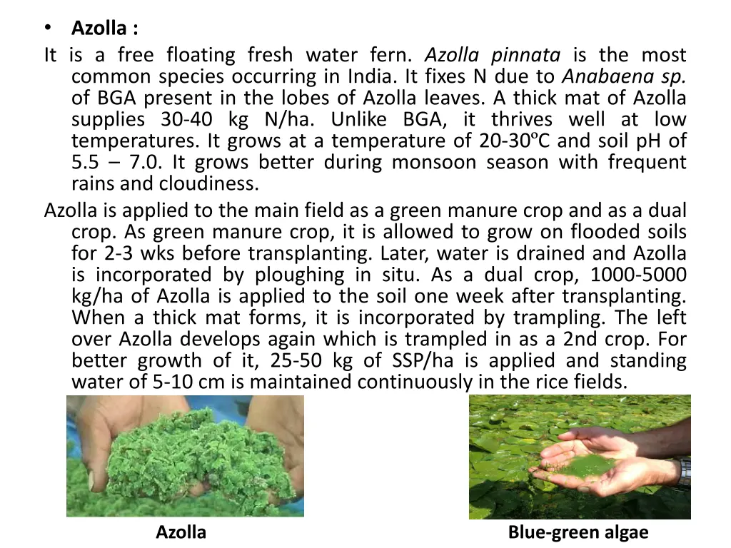 azolla it is a free floating fresh water fern