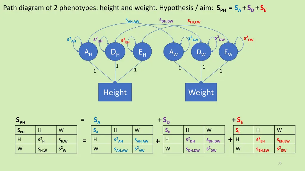 path diagram of 2 phenotypes height and weight