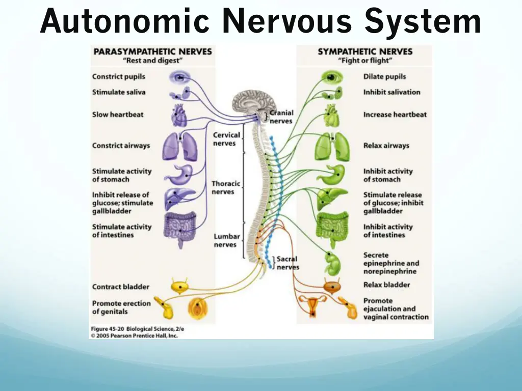 autonomic nervous system