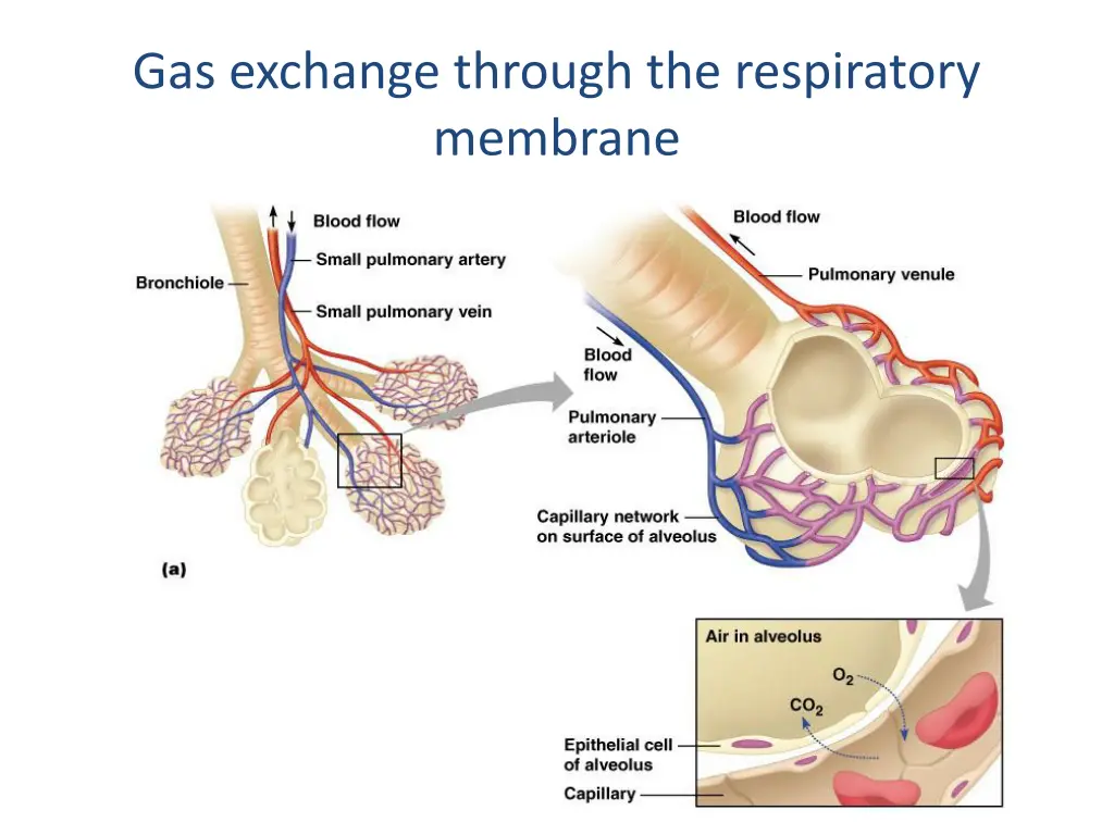 gas exchange through the respiratory membrane