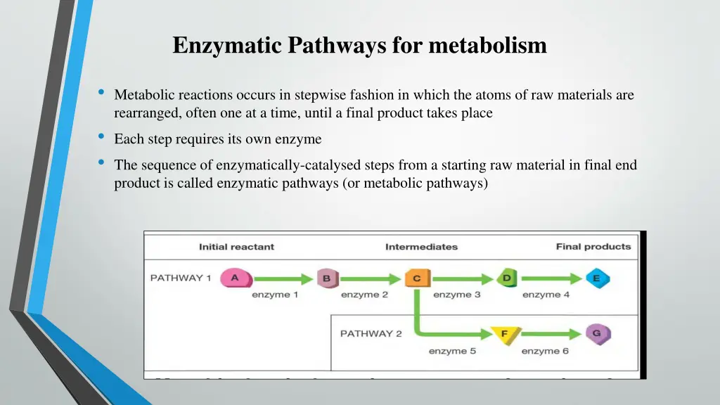 enzymatic pathways for metabolism