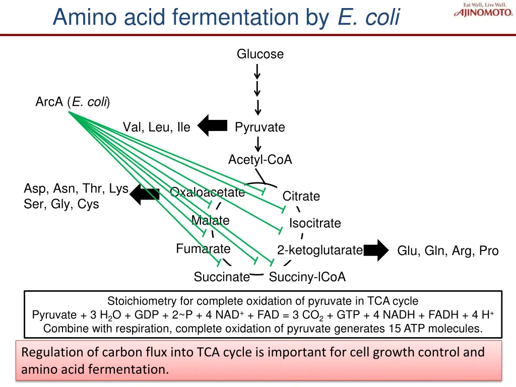amino acid fermentation by e coli