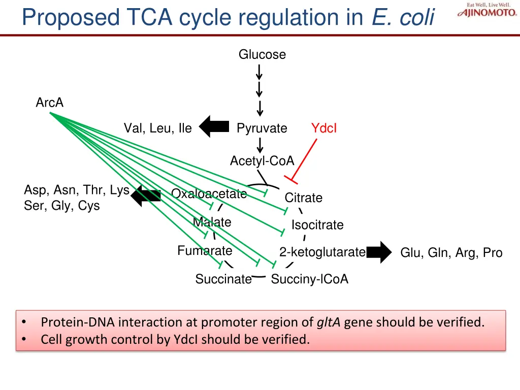 proposed tca cycle regulation in e coli