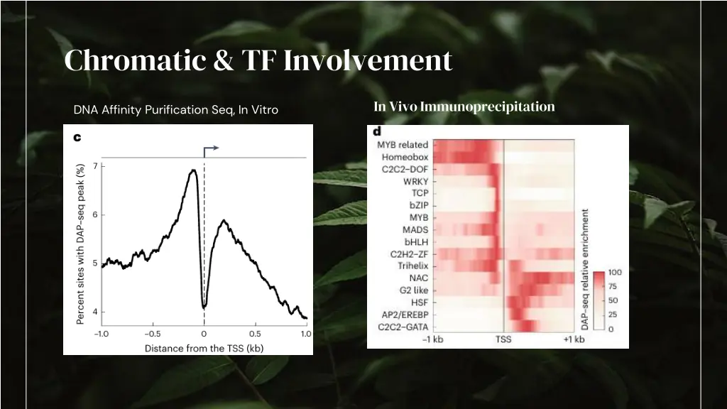chromatic tf involvement
