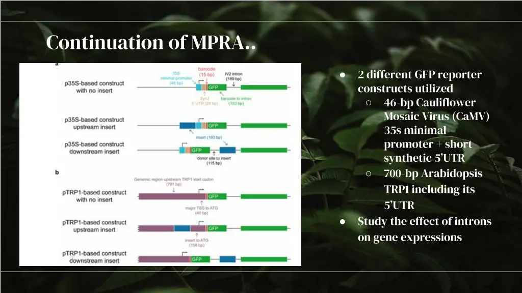 continuation of mpra